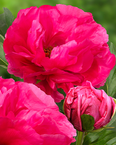 PAEONIA PAULA FAY 25 kusov